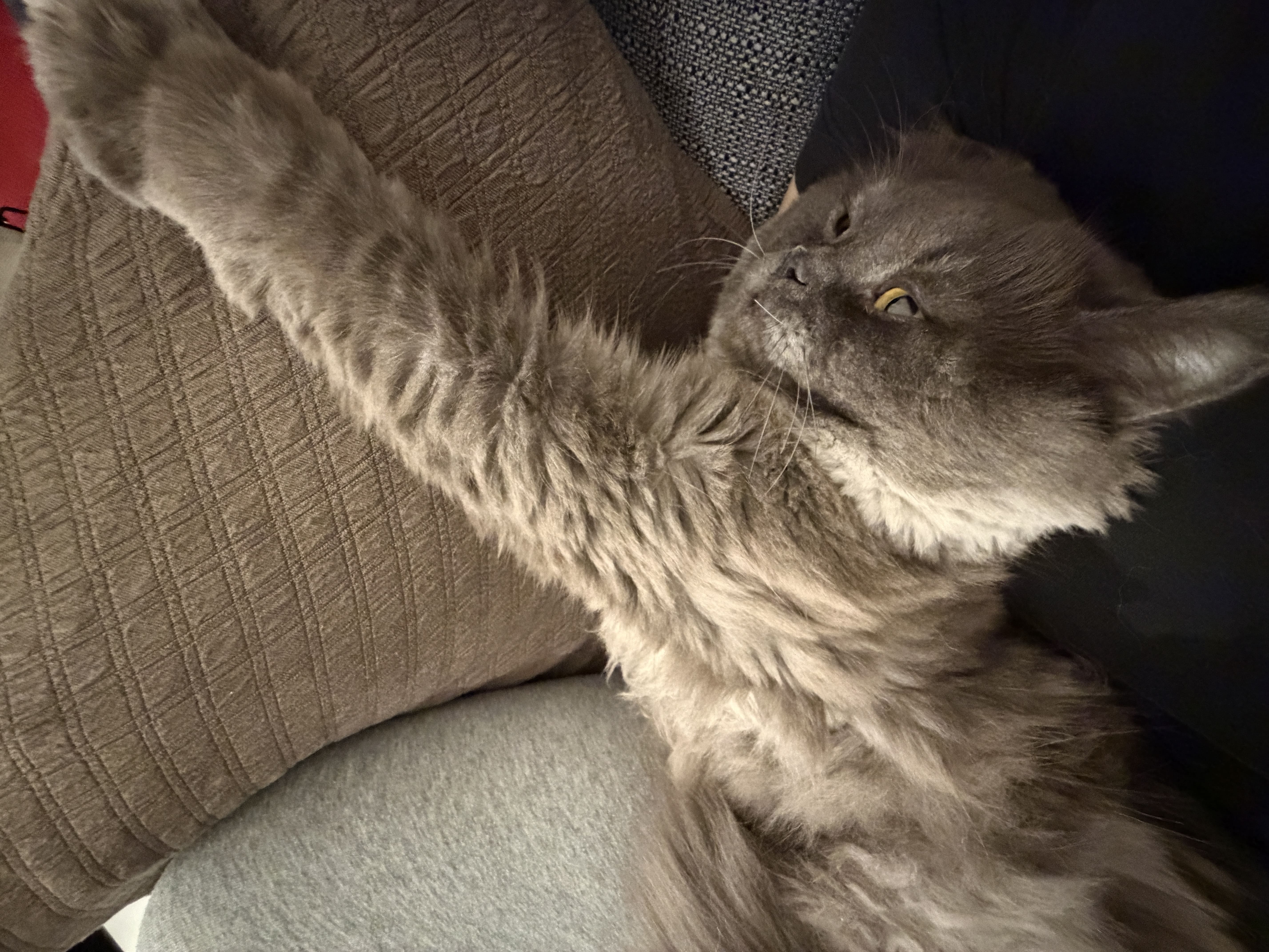 Cat pic 1