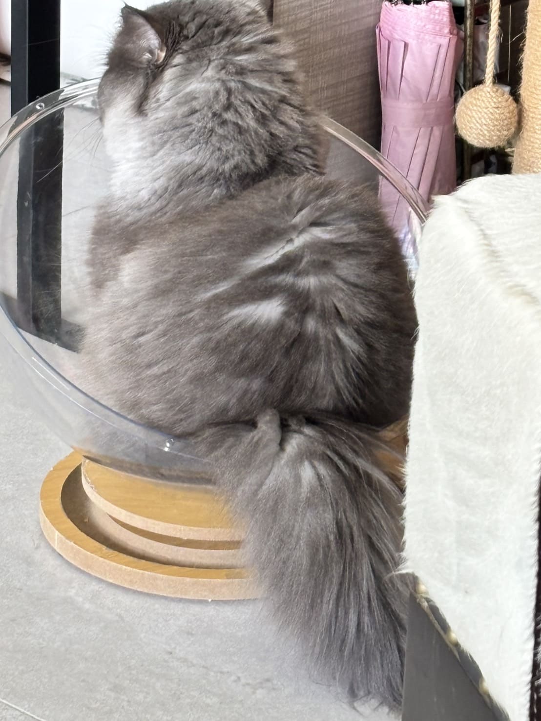 Cat pic 2