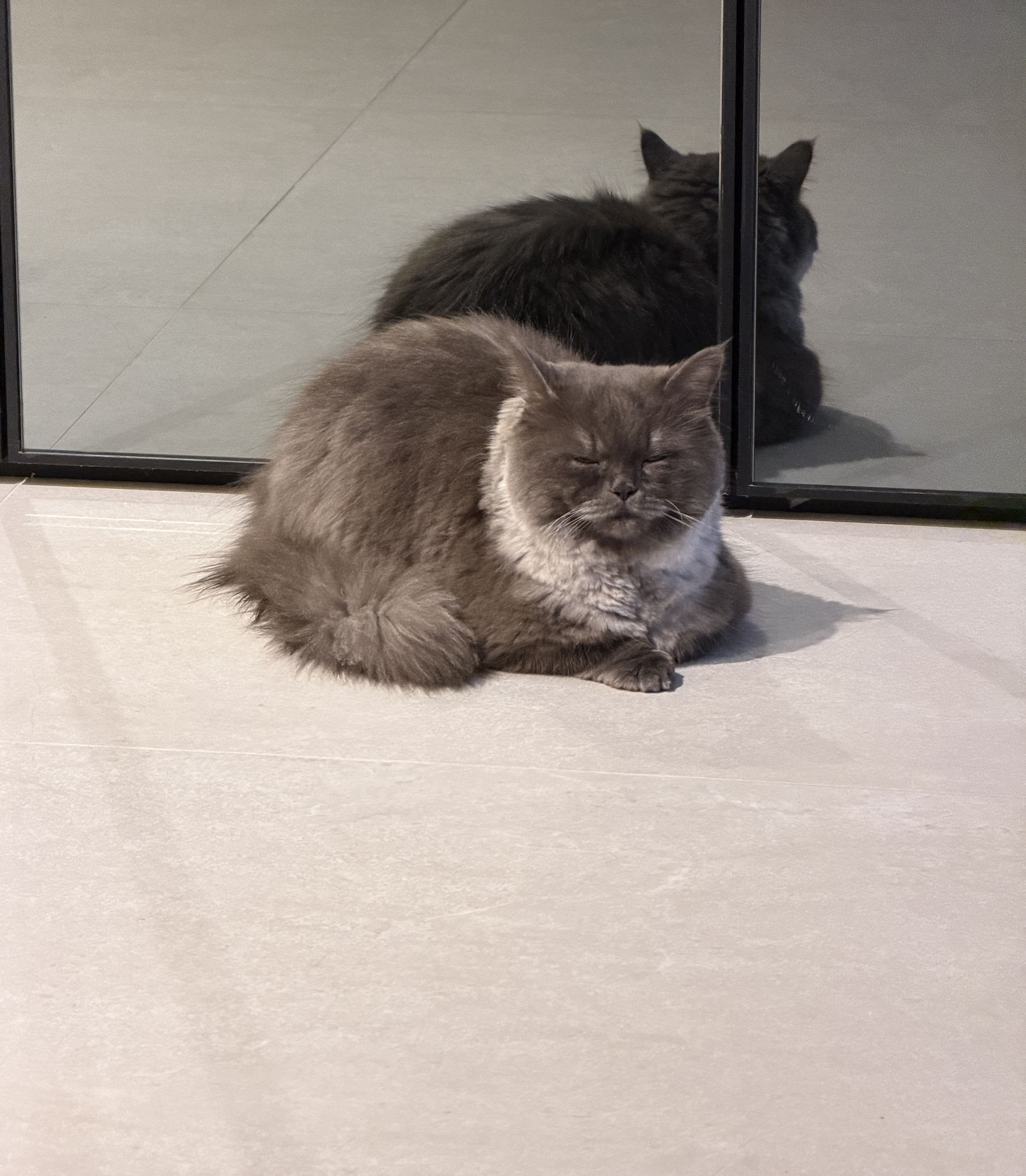 Cat pic 4